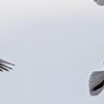 _04C6985.jpg Sus au prédateur; le milan n'est pas le bienvenu au dessus des nids de mouettes
